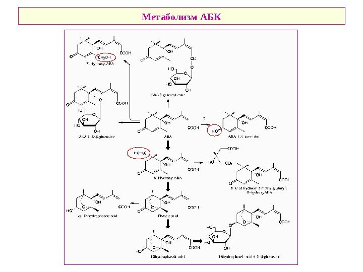   Метаболизм АБК 