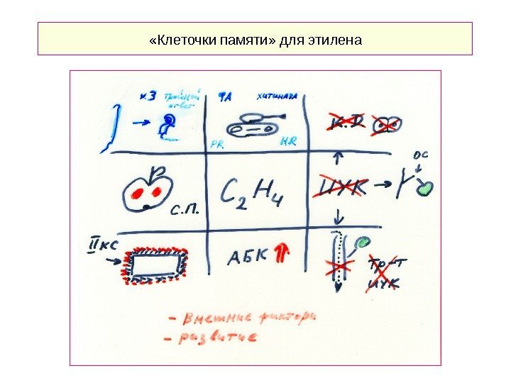   «Клеточки памяти» для этилена 