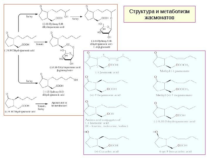   Структура и метаболизм жасмонатов 