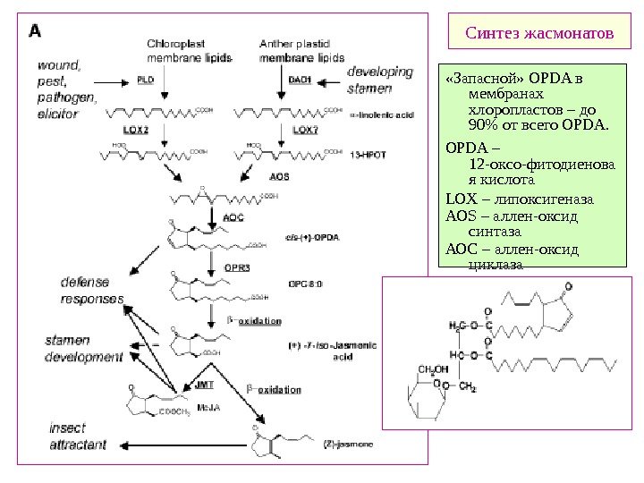   Синтез жасмонатов «Запасной»  OPDA в мембранах хлоропластов – до 90 от
