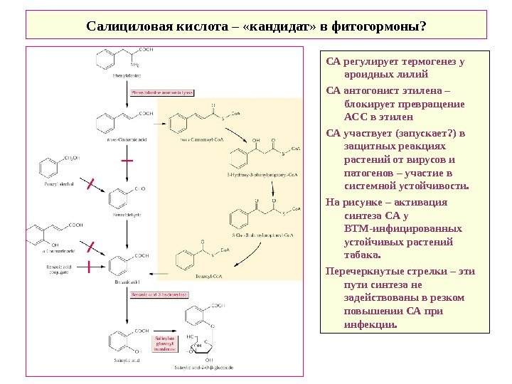   Салициловая кислота – «кандидат» в фитогормоны? СА регулирует термогенез у ароидных лилий