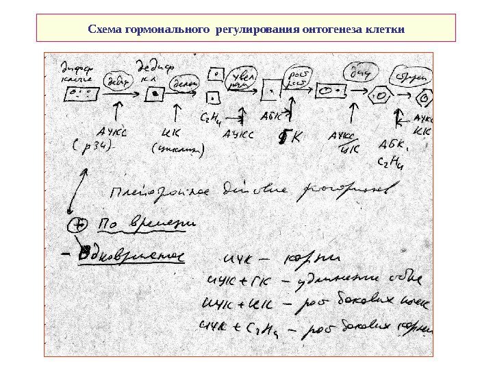   Схема гормонального регулирования онтогенеза клетки 