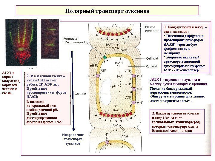   Полярный транспорт ауксинов 1.  Вход ауксинов клетку  – два механизма: