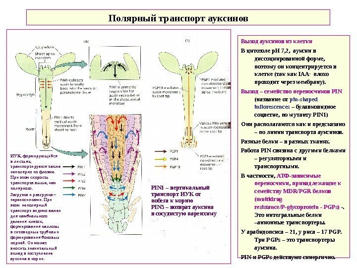   Полярный транспорт ауксинов Выход ауксинов из клетки В цитозоле р. Н 7,