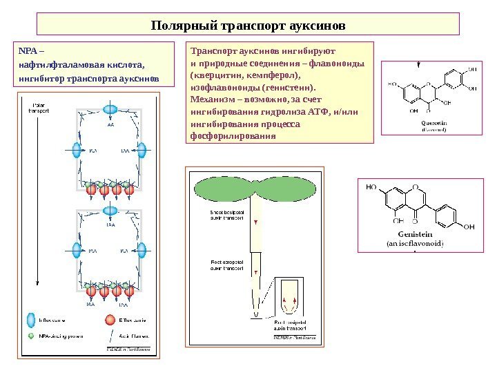   Полярный транспорт ауксинов NPA –  нафтилфталамовая кислота,  ингибитор транспорта ауксинов