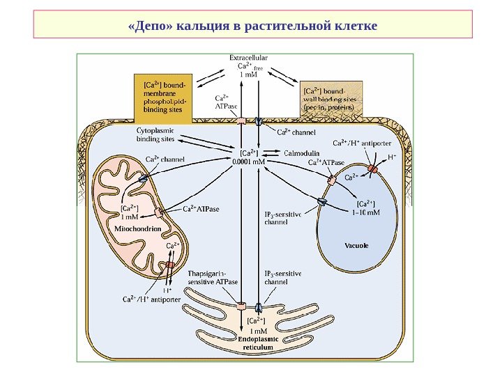   «Депо» кальция в растительной клетке 