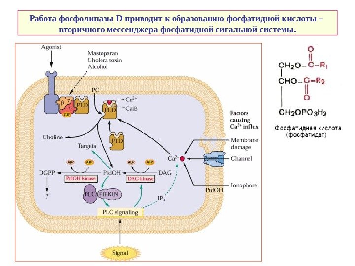   Работа фосфолипазы D приводит к образованию фосфатидной кислоты –  вторичного мессенджера