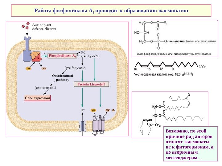   Работа фосфолипазы А 2 проводит к образованию жасмонатов Возможно, по этой причине