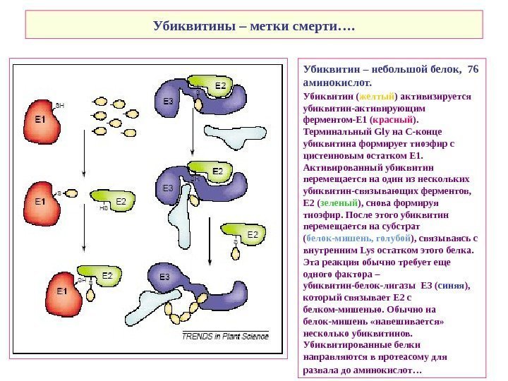   Убиквитины – метки смерти…. Убиквитин – небольшой белок,  76 аминокислот. Убиквитин