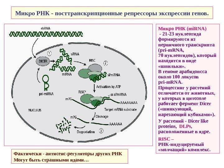   Микро РНК - посттранскрипционные репрессоры экспрессии генов. Микро РНК ( mi. RNA