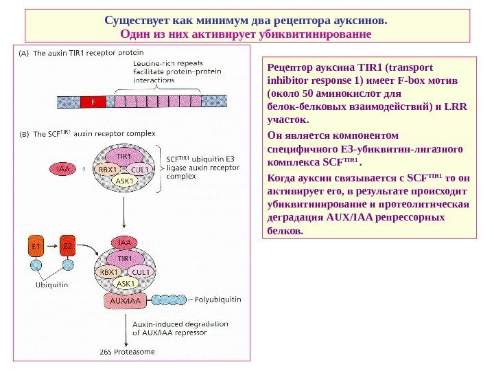   Существует как минимум два рецептора ауксинов.  Один из них активирует убиквитинирование