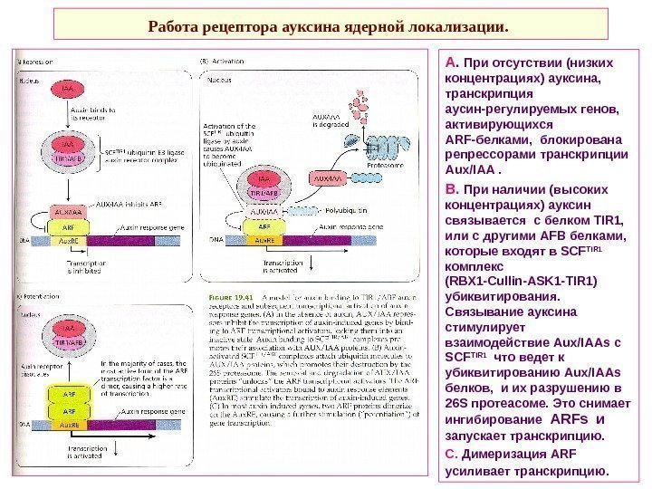   Работа рецептора ауксина ядерной локализации.  А.  При отсутствии (низких концентрациях)