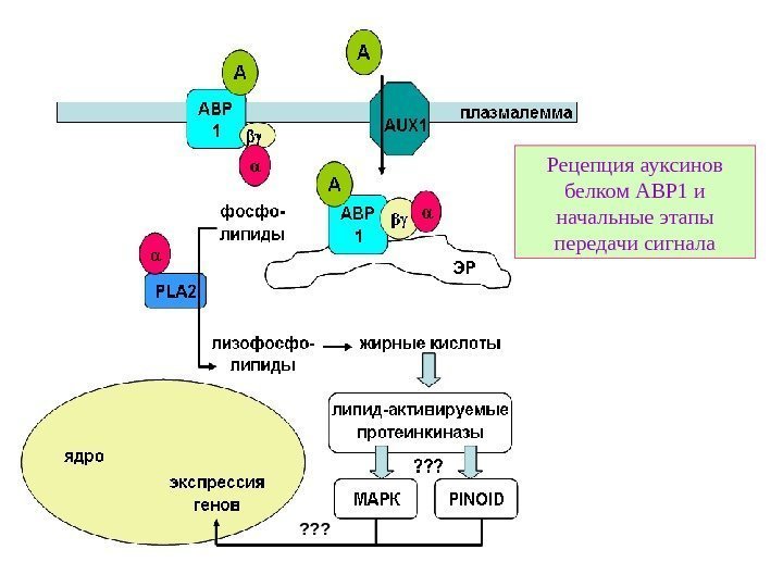   Рецепция ауксинов белком ABP 1 и начальные этапы передачи сигнала ? ?