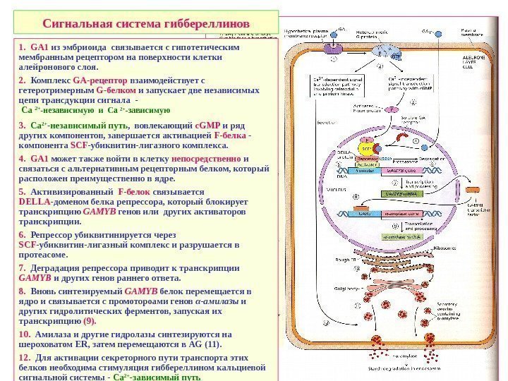   Сигнальная система гиббереллинов 1. GA 1 из эмбриоида связывается с гипотетическим мембранным