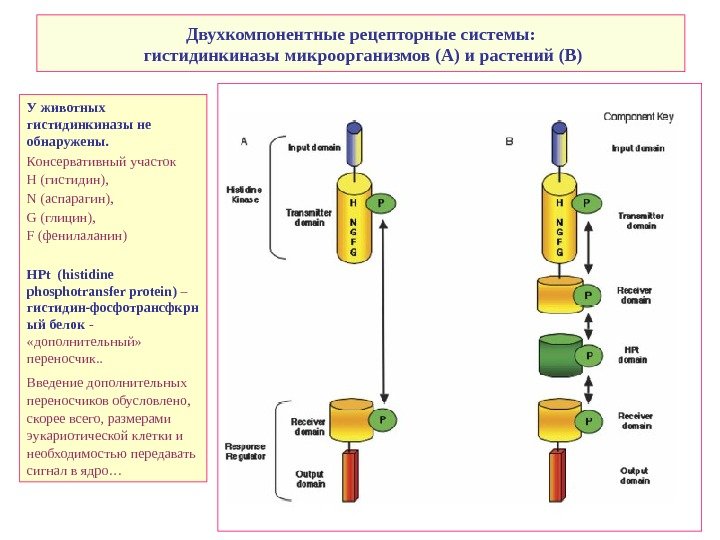  Двухкомпонентные рецепторные системы:  гистидинкиназы микроорганизмов (A) и растений ( B) У