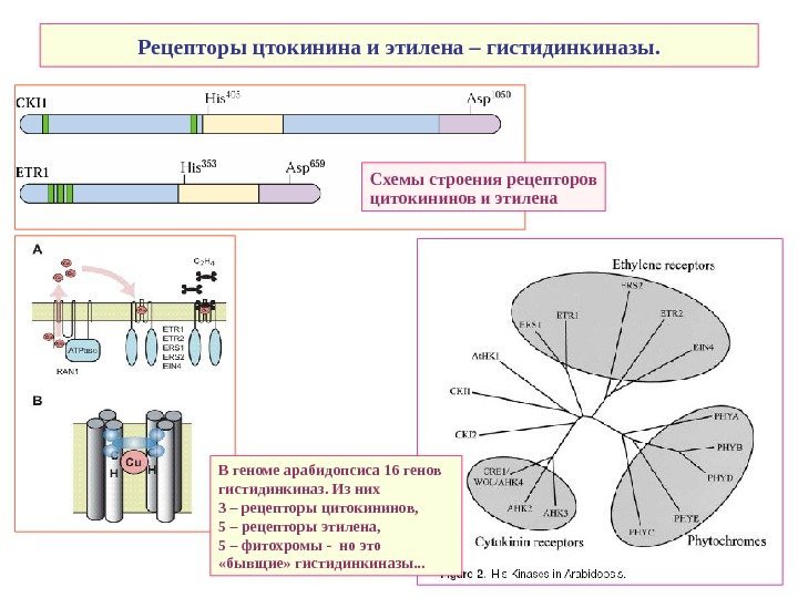   Рецепторы цтокинина и этилена – гистидинкиназы. В геноме арабидопсиса 16 генов гистидинкиназ.