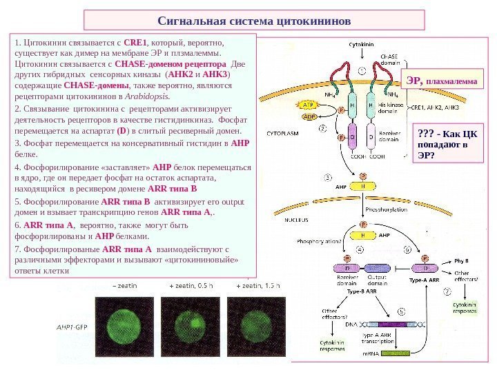   Сигнальная система цитокининов 1. Цитокинин связывается с CRE 1 , который, вероятно,