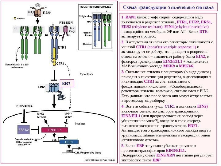   Схема трансдукции этиленового сигнала 1.  RAN 1  белок  с