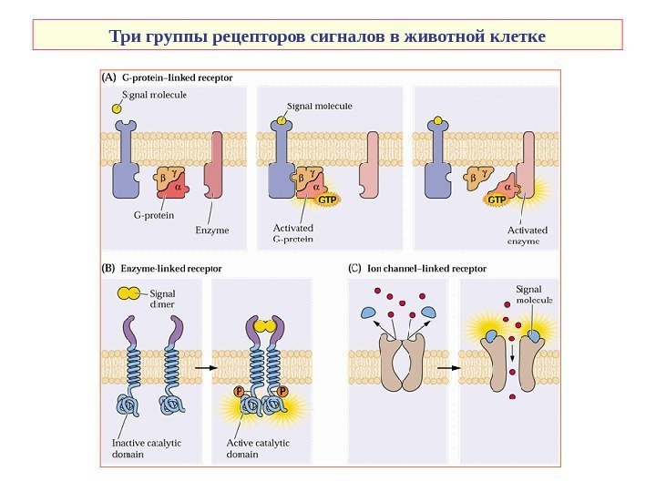   Три группы рецепторов сигналов  в животной клетке 