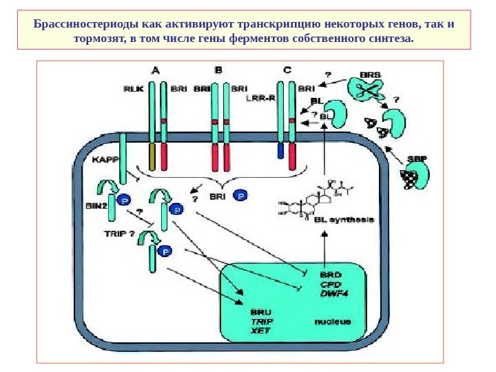   Брассиностериоды как активируют транскрипцию некоторых генов, так и тормозят, в том числе