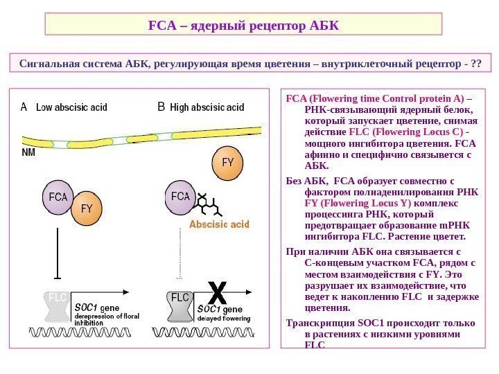   FCA (Flowering time Control protein A) – РНК-связывающий ядерный белок,  который