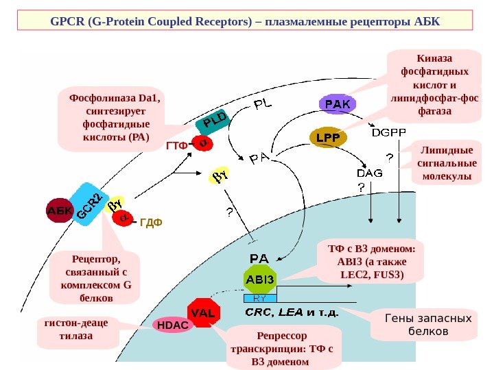   GPCR (G-Protein Coupled Receptors) – плазмалемные рецепторы АБК ТФ с В 3