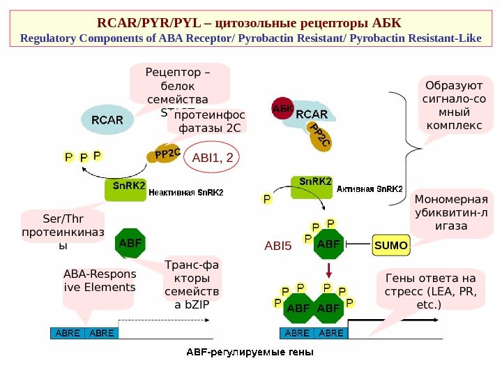   RCAR/PYL – цитозольные рецепторы АБК  Regulatory Components of ABA Receptor/ Pyrobactin