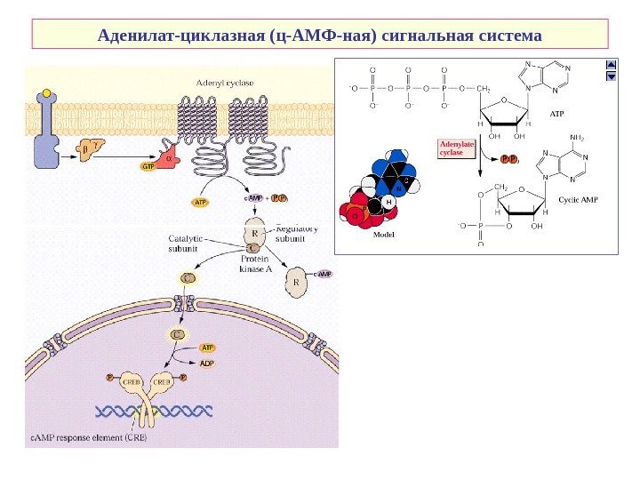   Аденилат-циклазная (ц-АМФ-ная) сигнальная система 