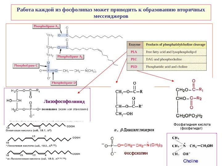   Работа каждой из фосфолипаз может приводить к образованию вторичных мессенджеров Лизофософолипид 