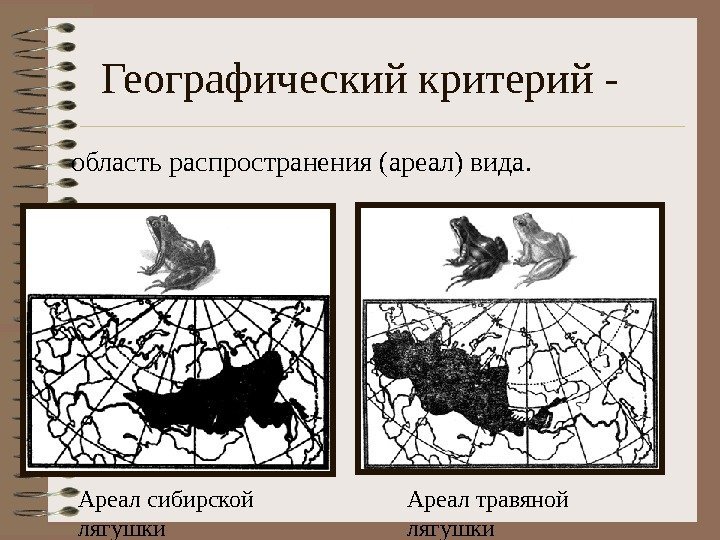 Географический критерий - область распространения (ареал) вида. Ареал сибирской лягушки Ареал травяной лягушки 