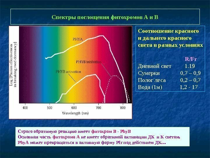   Спектры поглощения фитохромов А и В Соотношение красного и дальнего красного света