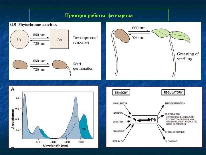  Принцип работы фитохрома 
