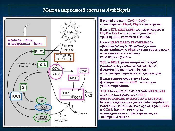   Модель циркадной системы  Arabidopsis  Входной сигнал - Сry 1 и