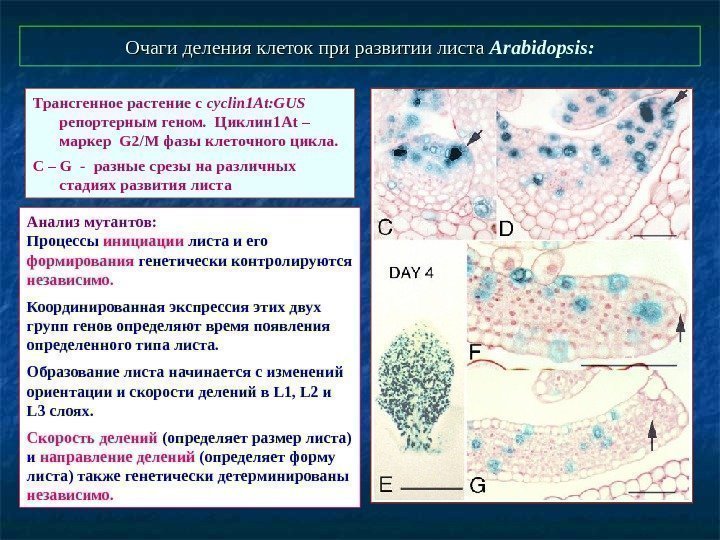   Очаги деления клеток при развитии листа Arabidopsis : Трансгенное растение с cyclin
