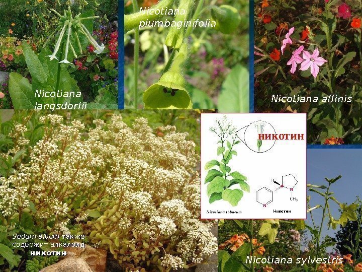   Sedum album также содержит алкалоид никотин Nicotiana langsdorfii Nicotiana plumbaginifolia Nicotiana affinis
