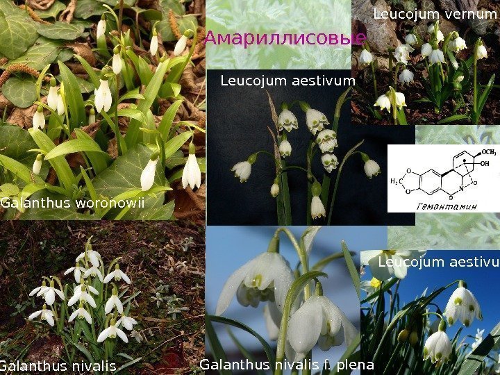   Galanthus woronowii  Galanthus nivalis  Leucojum vernum  Leucojum aestivum Galanthus