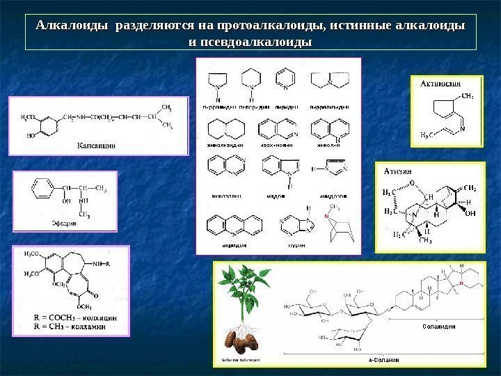   Алкалоиды разделяются на протоалкалоиды, истинные алкалоиды и псевдоалкалоиды 