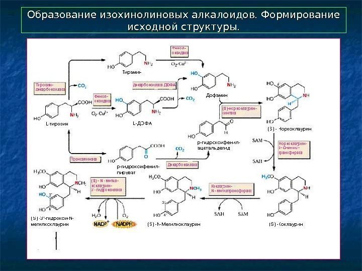  Образование изохинолиновых алкалоидов. Формирование исходной структуры. 