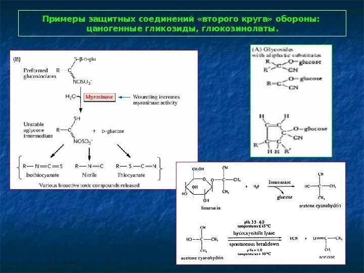   Примеры защитных соединений «второго круга» обороны:  цаногенные гликозиды, глюкозинолаты. 