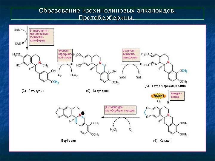  Образование изохинолиновых алкалоидов.  Протоберберины.  