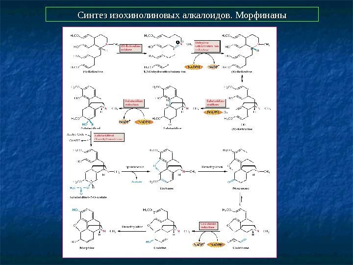  Синтез изохинолиновых алкалоидов. Морфинаны 