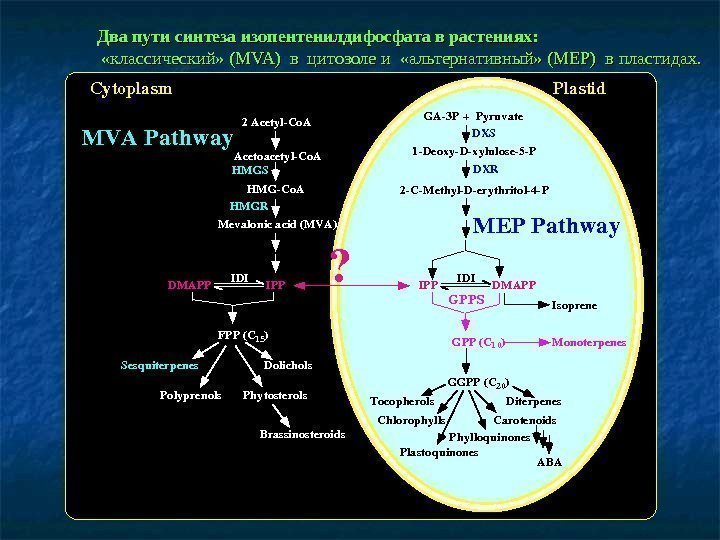   Два пути синтеза изопентенилдифосфата в растениях:  «классический» ( MVA)  в