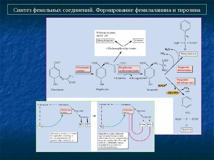  Синтез фенольных соединений. Формирование фенилаланина и тирозина 