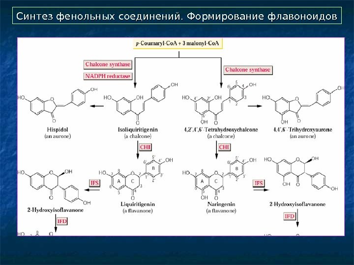  Синтез фенольных соединений. Формирование флавоноидов 