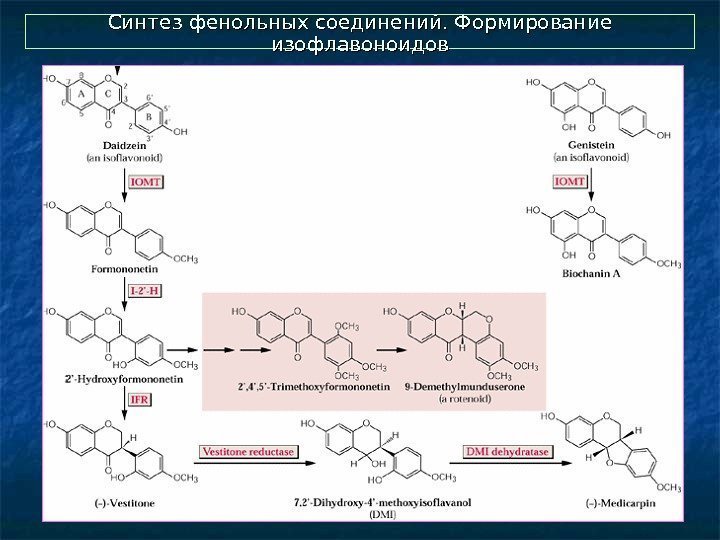 Синтез фенольных соединений. Формирование изофлавоноидов 