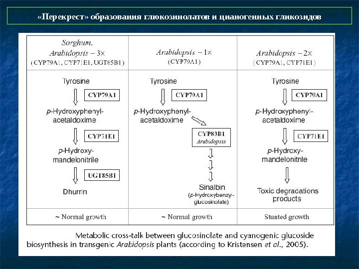  «Перекрест» образования глюкозинолатов и цианогенных гликозидов 