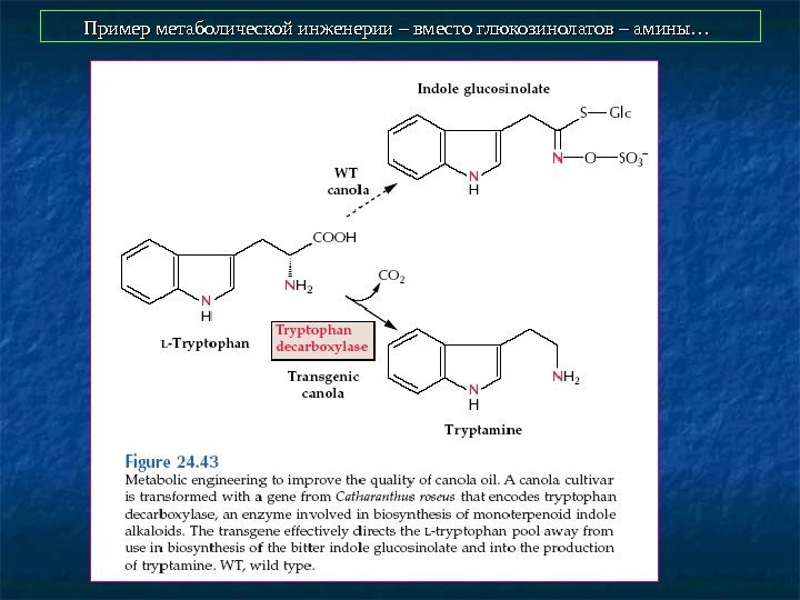   Пример метаболической инженерии – вместо глюкозинолатов – амины…  