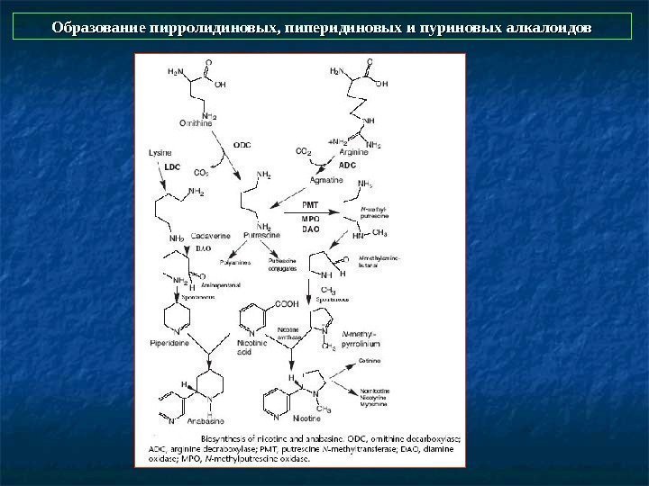  Образование пирролидиновых, пиперидиновых и пуриновых алкалоидов 