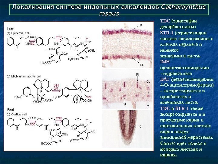  Локализация синтеза индольных алкалоидов Catharaynthus roseus TDC  (триптофан декарбоксилаза) STR-1 ( стриктозидин