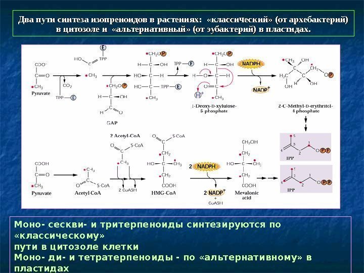   Два пути синтеза изопреноидов в растениях:  «классический» (от архебактерий) в цитозоле